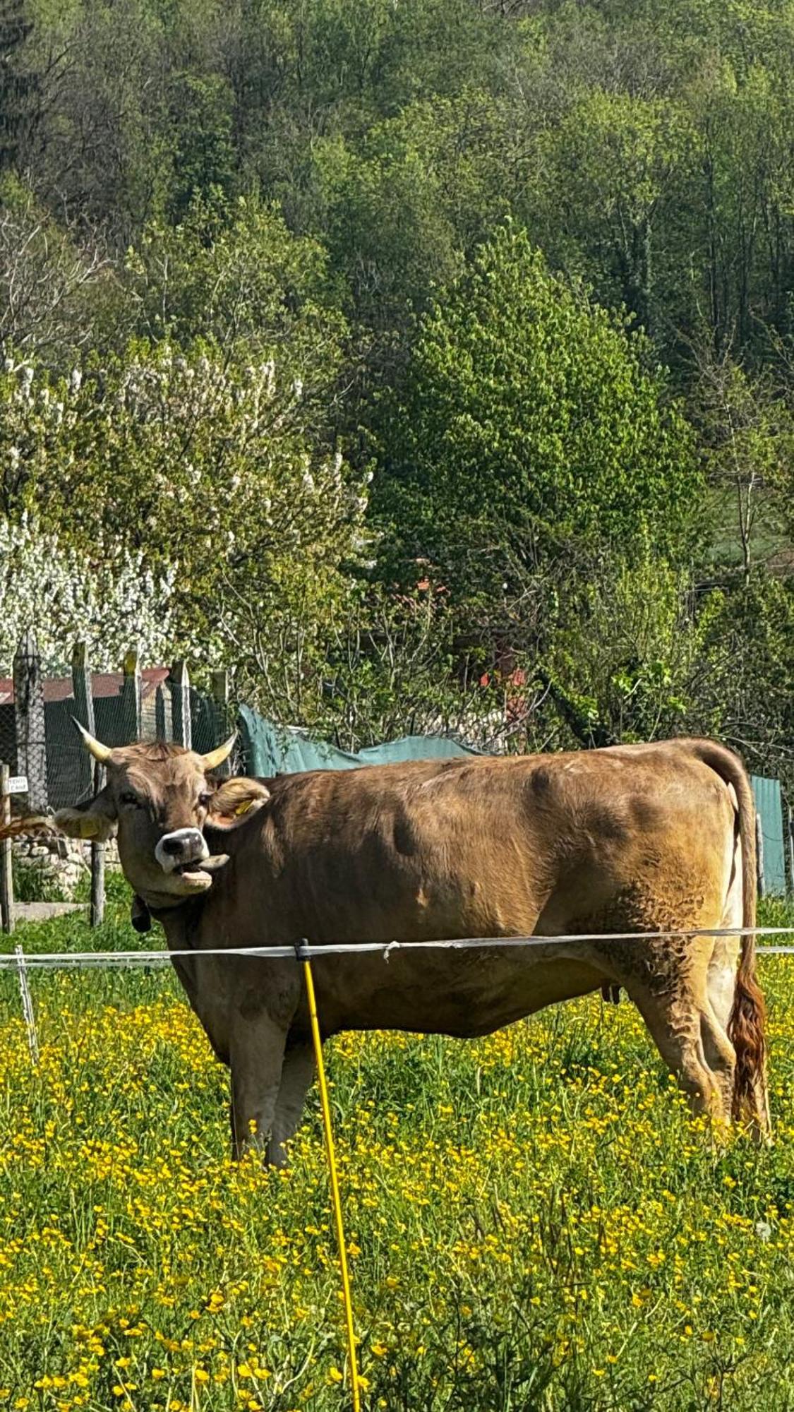 Agriturismo La Betulla Brezzo ภายนอก รูปภาพ