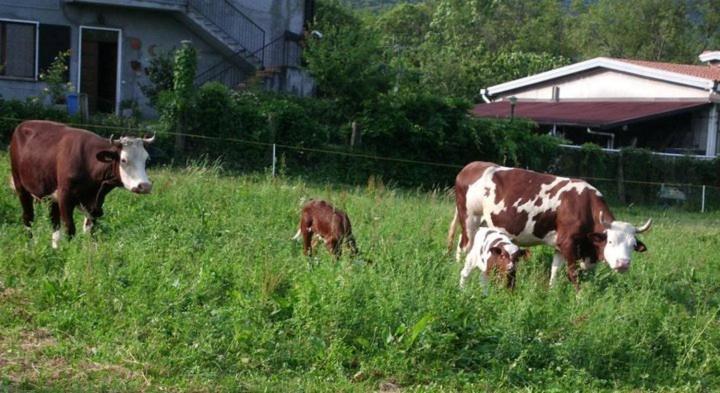 Agriturismo La Betulla Brezzo ภายนอก รูปภาพ