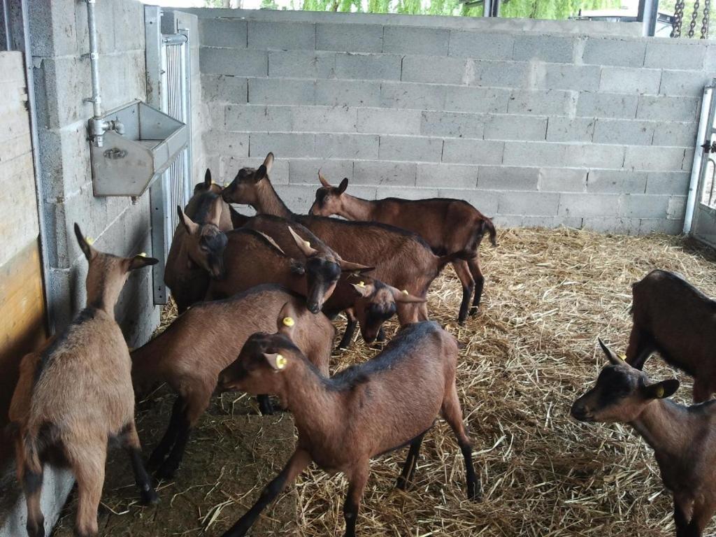 Agriturismo La Betulla Brezzo ภายนอก รูปภาพ